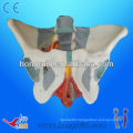 ISO advanced anatomy female pelvis with muscles and nerves female pelvis